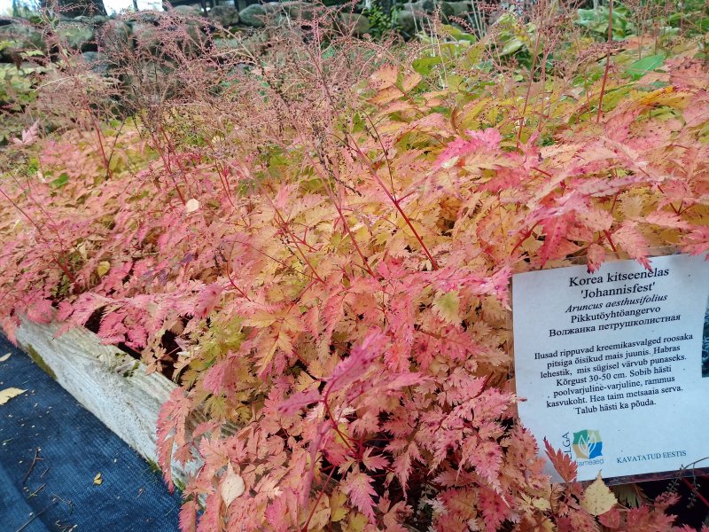 Aruncus aesthusifolius 'Johannisfest' Волжанка петрушколистная